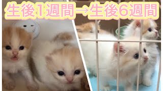 【子猫 マンチカン】夢リンベビーズ成長記録 前編〜ケージ出るまで〜