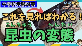 【中学校受験対策】昆虫の変態を分かりやすく解説(完全変態 不完全変態 無変態 )1