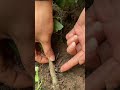 high yield tomato farming no water three days before put down satisfying shortsvideo