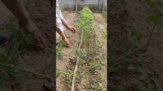 High Yield Tomato Farming No Water Three Days Before Put Down #satisfying #shortsvideo