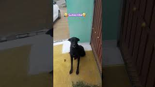 மச்சான் கண்டுபிடிச்சிட்டாங்க வா போலாம் #trending #funny #doglover #🤣🤣🤣