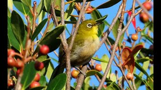 メジロ世田谷地区 2024 10 12 #メジロ #野鳥 #birds #wildlife #nature #自然観察ぶらり散歩