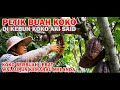 MEMETIK KOKO di kebun aki Said | Koko berbuah lebat di musim kemarau | Petua penjagaan koko