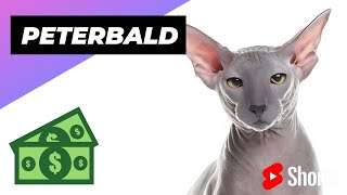 Peterbald Cat 🐶 One Of The Most Expensive Cat Breeds In The World #shorts