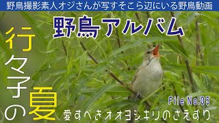 野鳥アルバム【行々子の夏〜愛すべきオオヨシキリのさえずり】