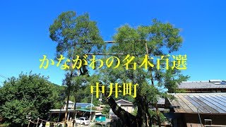 かながわの名木100選　中井町