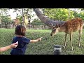 🚌奈良公園バスターミナル屋上庭園🦌太鳳くんと鹿せんべいぶらり散歩 県庁前 🍘walk with deer crackers🦌nara park bus terminal roof garden🚌