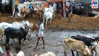 പാലക്കാട് വാണിയംകുളം കന്നുകാലി ചന്തയിൽ അടിസ്ഥാന സൗകര്യങ്ങളില്ല