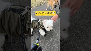 お友達の柴犬ちゃんに遭遇した結果🐶#shorts #可愛い犬 #マルチーズ