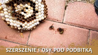 Szerszenie i osy pod podbitką- usuwanie gniazda owadów - likwidacja gniazda