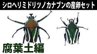 【お手軽！】シロヘリミドリツノカナブンの産卵セット Dicronorhina derbyana ssp. 【Part4：2016 有紋緑系 産卵セット ダイソー腐葉土編】