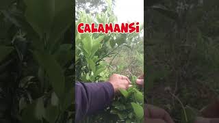 How to Harvest Calamansi #farming