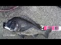 ヘチ釣りイガイの代わりのエサを使って年無しチヌが３連続で釣れた！→3枚目【チヌ釣り　黒鯛釣り　落とし込み釣り】