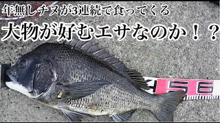 ヘチ釣りイガイの代わりのエサを使って年無しチヌが３連続で釣れた！→3枚目【チヌ釣り　黒鯛釣り　落とし込み釣り】