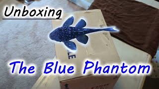 Unboxing the BLUE PHANTOM PLECO!