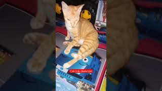 wah matanya #shorts #kucing #kucinglucu #kucingoren #kucingimut #viral