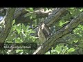 juvenile red shouldered hawk calling its parents