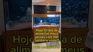 ALIMENTANDO MEUS PEIXES DO AQUÁRIO COM LAMBARI VIVO!!!