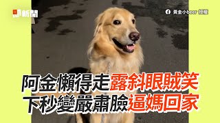 懶阿金不想散步！斜眼賊笑擺嚴肅臉逼媽回家😏｜寵物動物｜黃金獵犬｜狗狗