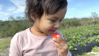 আমেরিকায় মাঠে থেকে স্ট্রবেরি বাছাই || Strawberry Picking || Florida