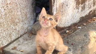 The kittens I found in the dilapidated house on the abandoned street are so cute, meow