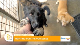 Fighting for the Voiceless: How a South Florida Law Firm Is Helping Animals Too