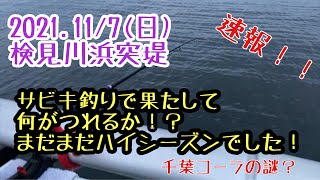 【速報！11/7(日)】検見川浜突堤サビキ釣り調査！