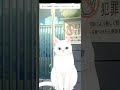 【新動画リレー】気がつけば猫。自分に落胆してるんです