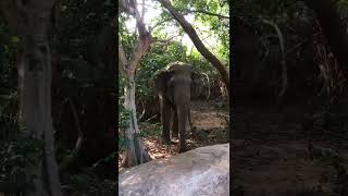 මෙහෙම ඉන්න පුලුවන්ද | A Wild #elephant Waiting #quietly | A #serene Encounter in the #jungle