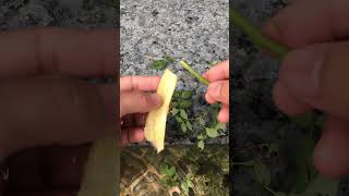 Use banana peels to stimulate rose roots