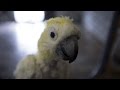 Parrots seek new homes as sanctuary closure looms