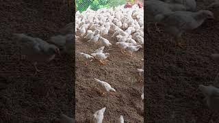 নতুন তুষ দেওয়ার পর #chickes #babyanimals #farming #chicks #babybirds #chicken #chikens #babychicken