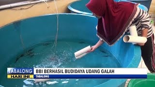 BBI Kambitin Berhasil Budidaya Udang Galah