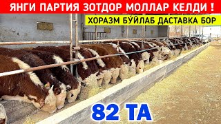 ЯНГИ ПАРТИЯ ЗОТДОР 🦬🦬🦬 МОЛЛАР КЕЛДИ ХОРАЗМ БУ́ЙЛАБ ДАСТАВКА БОР !!! ХОРАЗМ БОЗОР