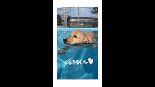 【泳げた記念日💖】ゴールデンレトリバーの初めての犬かき💓 GoldenRetriever :) はななん日記♡ #Shorts