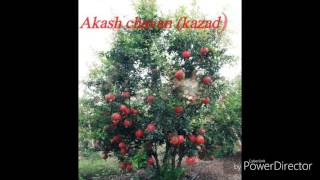 Pomegranate farming(डाळिंब शेती)