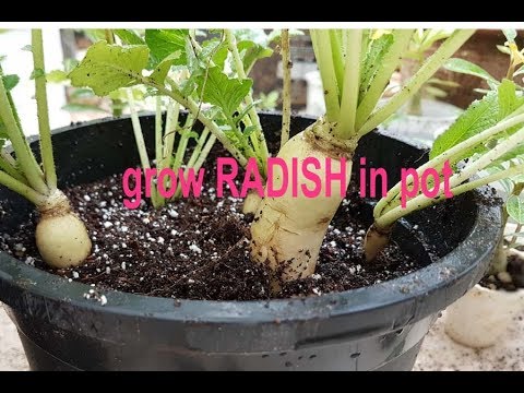 how to grow RADISH(MULI) in pot easily how to grow RADISH(MULI) in pot easily