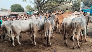 ০২/০২/২০২৫/বেই বহুল আমদামি পচুর কু্য়াশা বডার পার বলদ গরু পাবেন এখন শিমিত দামে০১৭৭৩৯৪৯৯৭৪