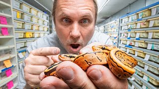 WE HATCHED TWIN BALL PYTHONS!! | BRIAN BARCZYK