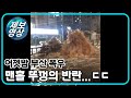 [제보영상] 맨홀 밖으로 솟구치는 빗물 / YTN