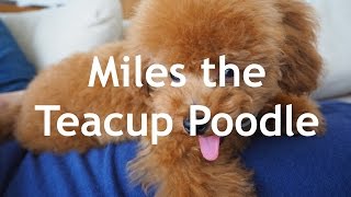 Vlog 004: Miles the Teacup Poodle