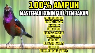 100% AMPUH MASTERAN KOLIBRI NINJA FULL TEMBAKAN MATERI LOMBA