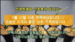 난초 판매영상입니다.(6/24) 좋은 난초 가져왔으니 많은 관심과 성원 부탁드립니다 👍