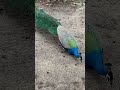 💢ക്ഷണിക്കപ്പെടാതെ വന്ന അതിഥികൾ peacock monkey animals happiness butterfly