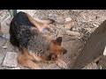 fence turns into door as hen and dog eat the cat s dinner