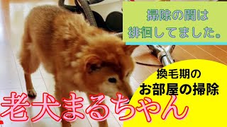 老犬まるちゃんのお部屋の掃除。換毛期の掃除は、毛の塊だらけ。干して、叩いて、掃除機かけてる間は、まるちゃん徘徊してます。