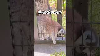 【ワオキツネザル】お腹が空いちゃった🐒🌱🌱🌱#ワオキツネザル