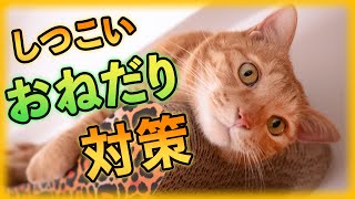 猫のご飯やオヤツのおねだり対策