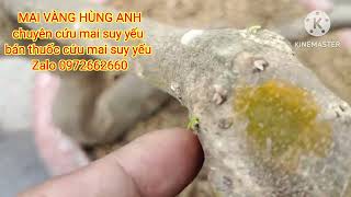 cách sử lý cây mai suy bị tuột nhựa khô cành