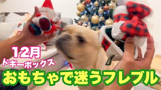 【ドギボ12月号】全部気に入って迷っちゃうぜ！フレンチブルドッグのルーク【Luke VLOG #140】